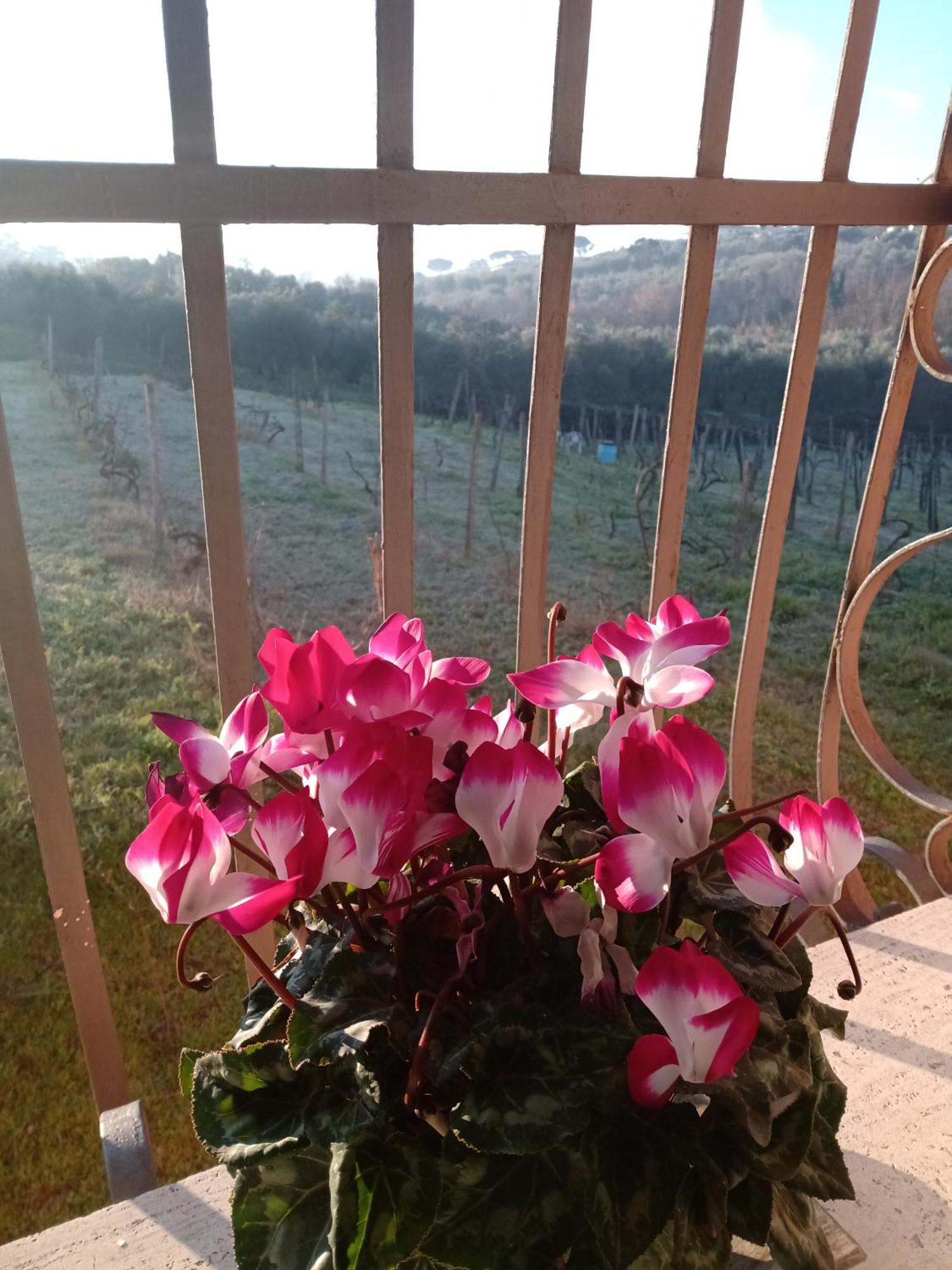 Poggio Agli Ulivi Vila Frascati Exterior foto