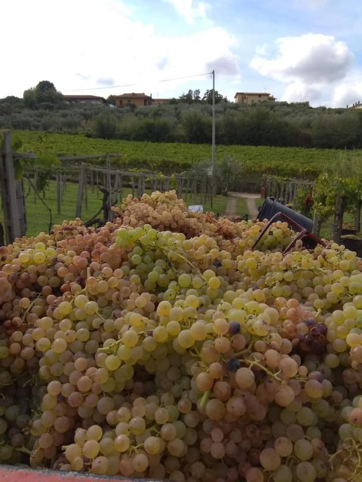 Poggio Agli Ulivi Vila Frascati Exterior foto